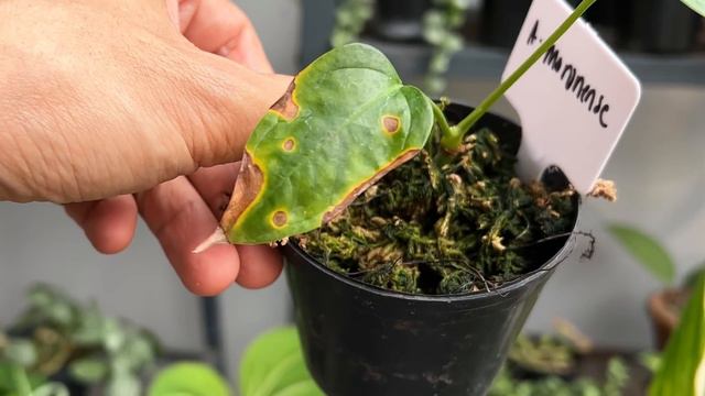 How To Properly Use Neem Oil Soap Spray | For Pest Control And Clean Leaves! смотреть онлайн