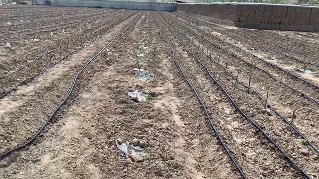 Капельный полив своими руками Тамчылатып сугаруу смотреть онлайн