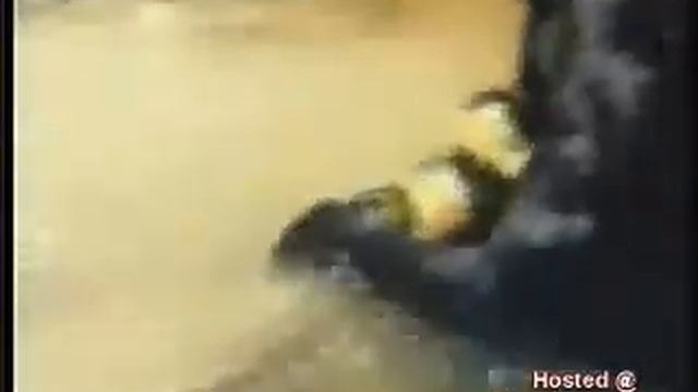 BLACK PANTHER VS HUGE ANACONDA SNAKE WHO WINS? смотреть онлайн