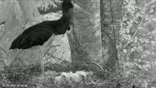 Must-toonekurg2 | Jaanika feed babies and leave the nest | June 04, 2022 смотреть онлайн