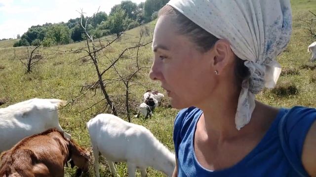 Разозлилась на коз,загнала домой.Как все успевать.Стрижка у козла.Они не наелись, оппились.Стройка смотреть онлайн