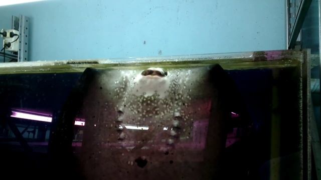Скат плюется водой !! )) смотреть онлайн