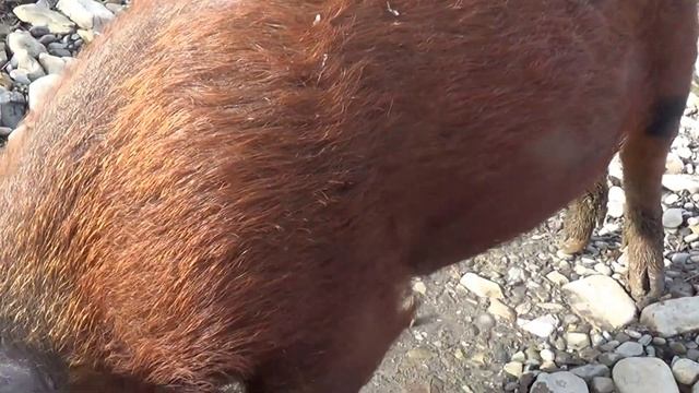Снова горы с металлоискателем. смотреть онлайн
