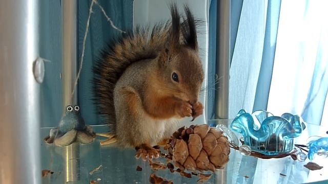 Baby squirrel Noble. Отправляйте мне шишки почтой России! смотреть онлайн