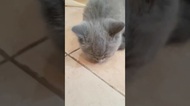 Говорящий кот.Пушок говорит ДА! смотреть онлайн