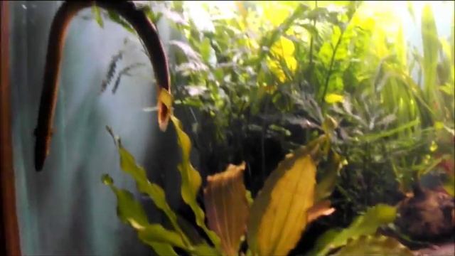 необычная рыба из Анголы - Калабарский каламоихт, Erpetoichthys calabaricus, океанариум спб смотреть онлайн