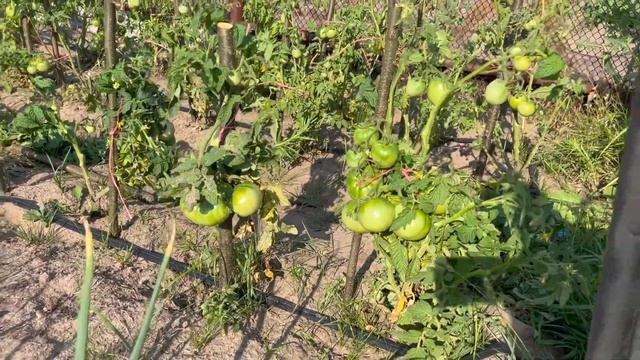 5 Августа. Едем в Соболево подвязывать помидоры и жарить шашлык смотреть онлайн