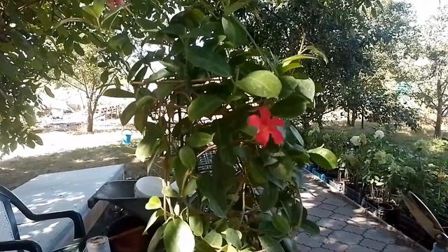 Дипладения"мандевилла" секреты выращивания. смотреть онлайн