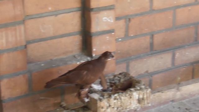 Декоративные голуби Парфёнова Владимира в Благодарном! смотреть онлайн