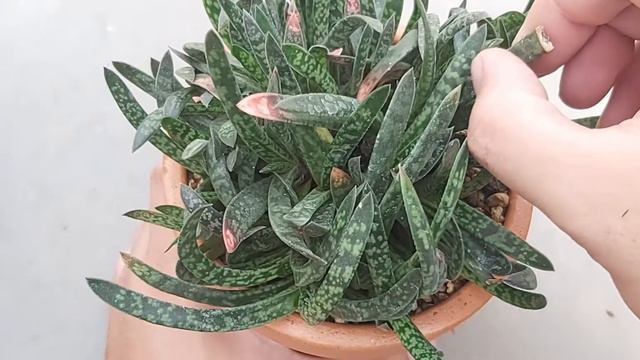 Gasteria Bicolor смотреть онлайн