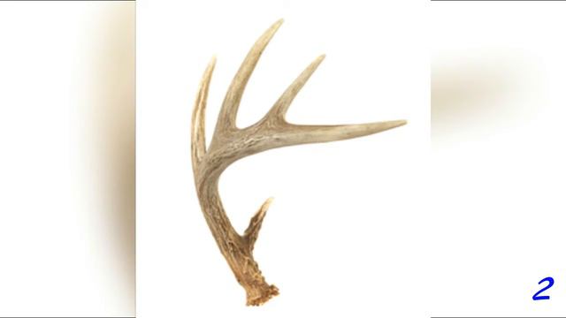 5 Things You Didn't Know About Reindeer! смотреть онлайн
