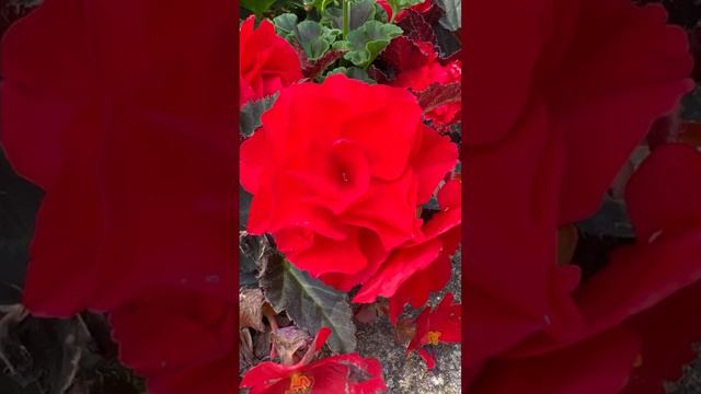 Beautiful begonia flowers 🌸🌿😍🥰♥️💚#nature #flowerlover #flowerworld #viralshort смотреть онлайн