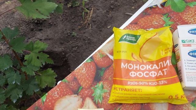 Обработка и подкормка винограда во время созревания ягоды смотреть онлайн