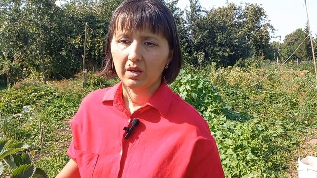 Личинка майского жука. Самый эффективный способ защиты. смотреть онлайн