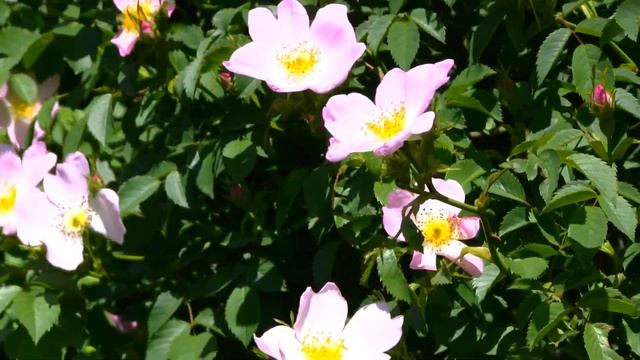 красиво цветет шиповник смотреть онлайн