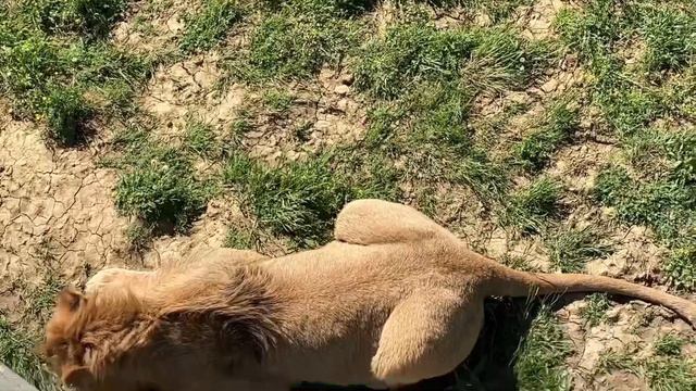 Прайд львов в Абхазии смотреть онлайн