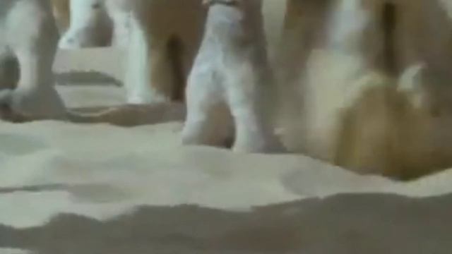 вот идёт один верблюд и ещё один верблюд смотреть онлайн