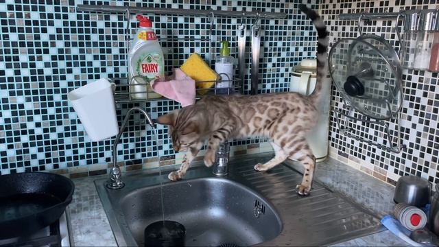 Кошка играет с водой.