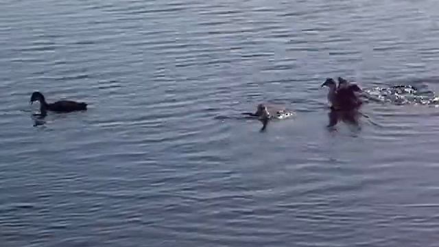 чёрные утки с утятами