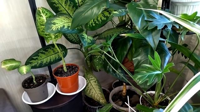 Что делаю когда злюсь? Переставляю! смотреть онлайн