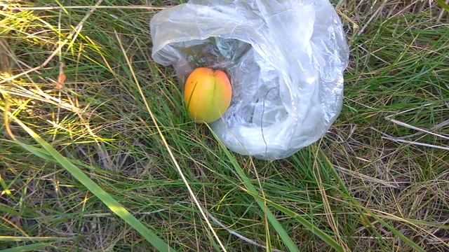 Дегустация абрикоса клон Академика. смотреть онлайн