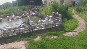 Клубника сорт «Слоненок».НЕ ПОВТОРЯЙТЕ МОИ ОШИБКИ! ??