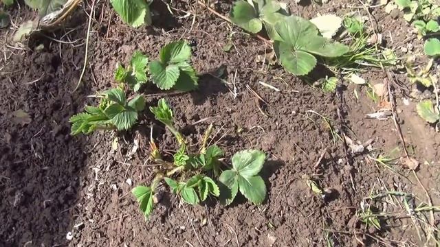 Быстрый способ обрезки земляники весной смотреть онлайн