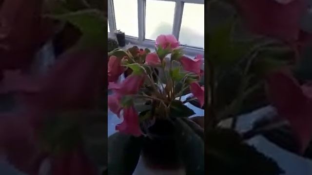 ГЛОКСИНИЯ ТИДЕЯ смотреть онлайн