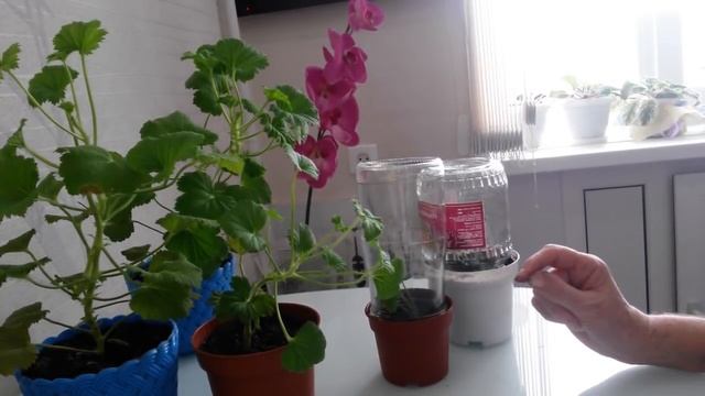 Черенкование герани осенью, уход. смотреть онлайн
