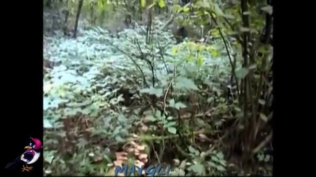 Грибы в лесу. Веселки. Вешенки. Опята настоящие. смотреть онлайн