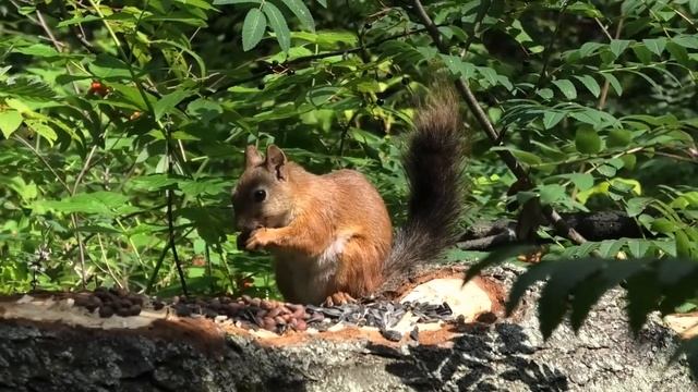 БЕЛКА С КЕДРОВОЙ ШИШКОЙ смотреть онлайн