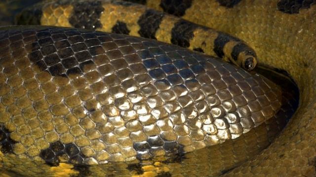 САМАЯ КРУПНАЯ ЗМЕЯ В МИРЕ. ЗЕМНОВОДНОЕ. АНАКОНДА. смотреть онлайн