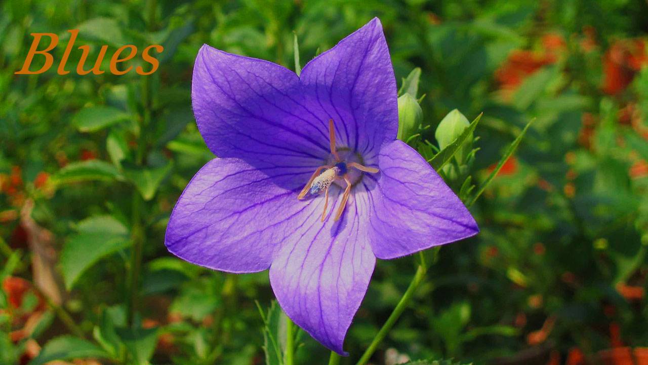 Платикодон блюз 027. & Platycodon blues. смотреть онлайн