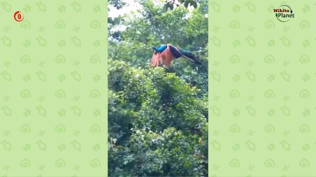 Полёт павлина . Peacock flight смотреть онлайн