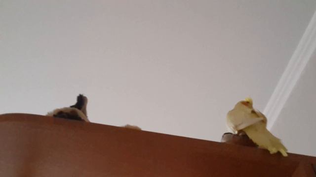 VLOG! Гуляю с Гошей! Гоша позирует, капризничает!) :3 смотреть онлайн