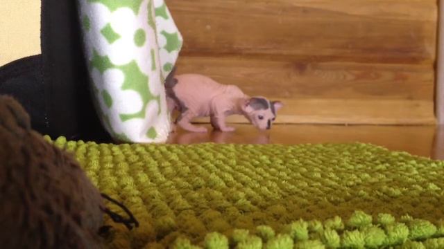 Гремучка впервые гуляет... смотреть онлайн