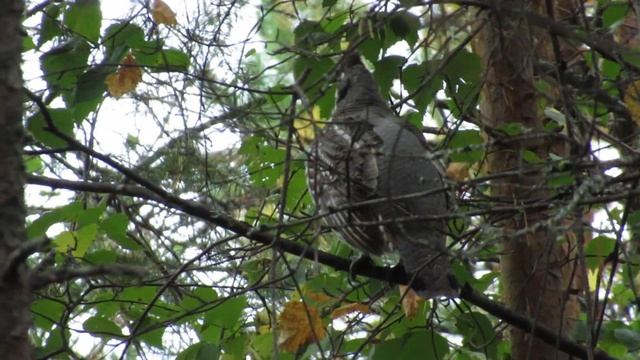 Отдых в Северной Карелии.Охота на рябчика.Обидчивая форель и бесстрашные рябчики.