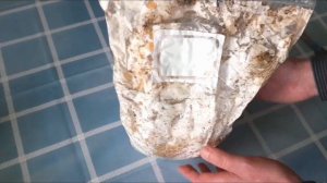 КАК ВЫРАСТИТЬ ГРИБЫ дома? Опёнок тополиный.