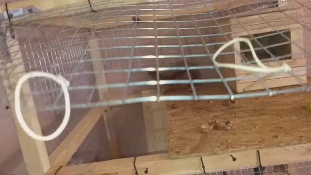 Белка в доме. Обзор клетки для белки.Бельчонок Тимоша.Приручаем белку. смотреть онлайн