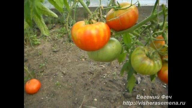 Детерминантный сорт. Ранняя любовь. смотреть онлайн