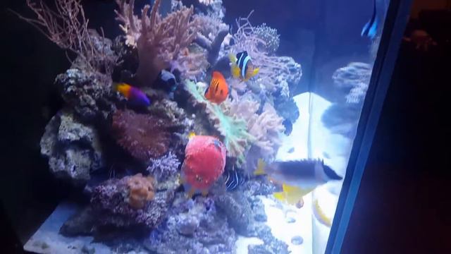 Aqua reef 300 marine aquarium смотреть онлайн