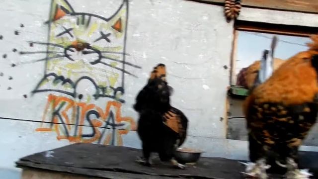 Золотой Петушок и Курочка Ряба + "The 4 cats" смотреть онлайн