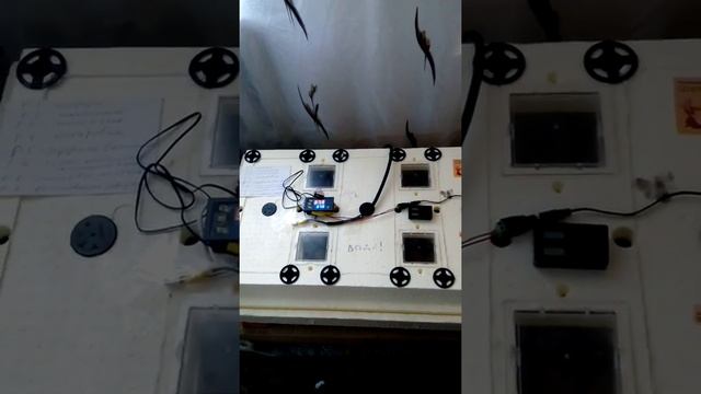 Инкубатор "Несушка" на 104 яйца. Модернизация. смотреть онлайн