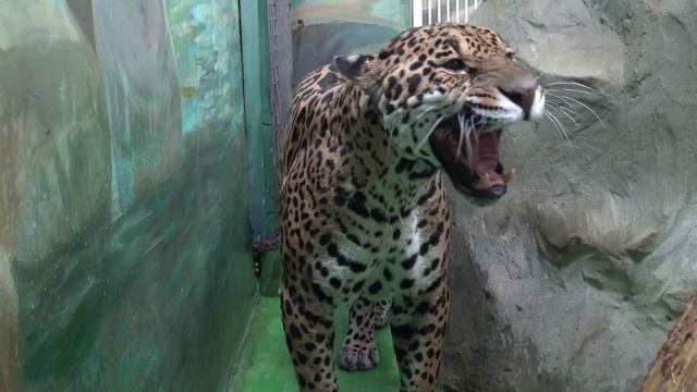 Порги пришел к Белле, а ее нет. Остался один запах. 19.04.2022 смотреть онлайн