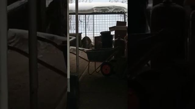 Уссурийский тигр попался в ловушку, залез в собачий вольер из арматуры, где ненароком закрыл дверь. смотреть онлайн