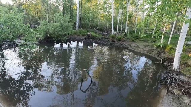 ГДЕ ГУСЬ СТАСИК ???? ДЕРЕВНЯ/ХОЗЯЙСТВО/ЖИВНОСТЬ смотреть онлайн