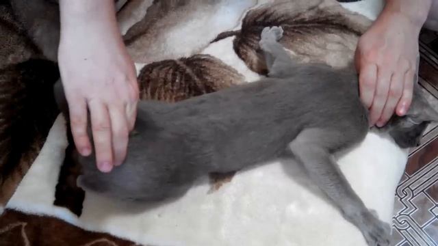 Течка у кошки, что делать, простой метод. смотреть онлайн