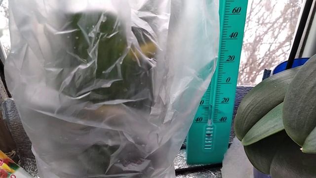 Орхидея и температурный режим мой опыт. смотреть онлайн