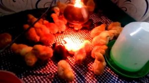 Есть ли смысл держать цветных бройлеров?Как кормить цветных бройлеров?