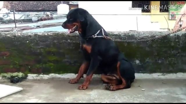 Doberman , husky , American bully, American, golden retriever and labrador for sale смотреть онлайн